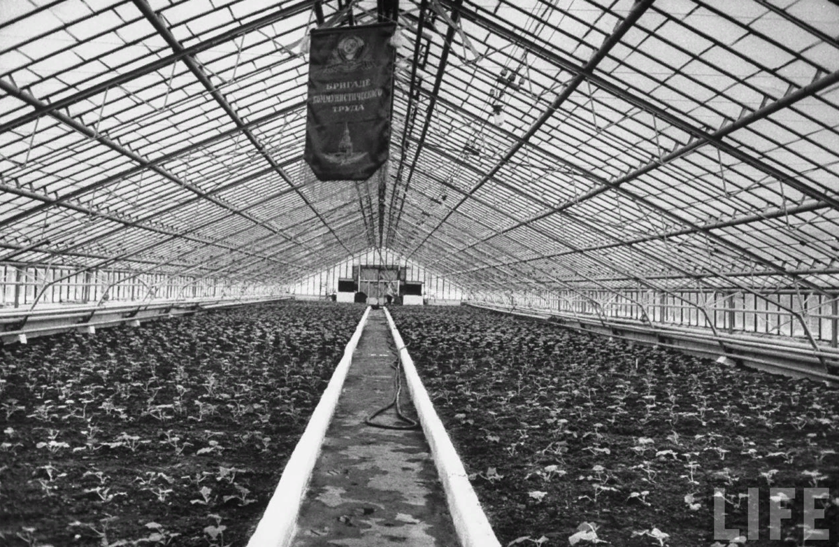 Теплица 1961 года, по материалам журнала "LIFE"