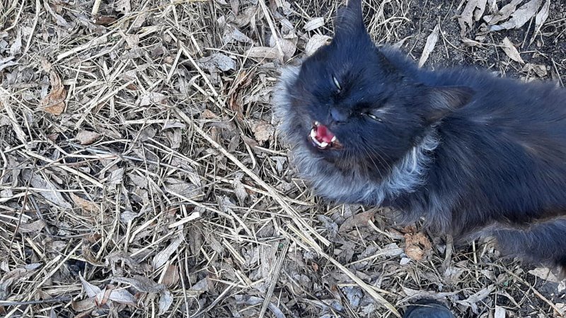 Наш кот Яшка тоже возмущен сложившейся ситуацией :))))