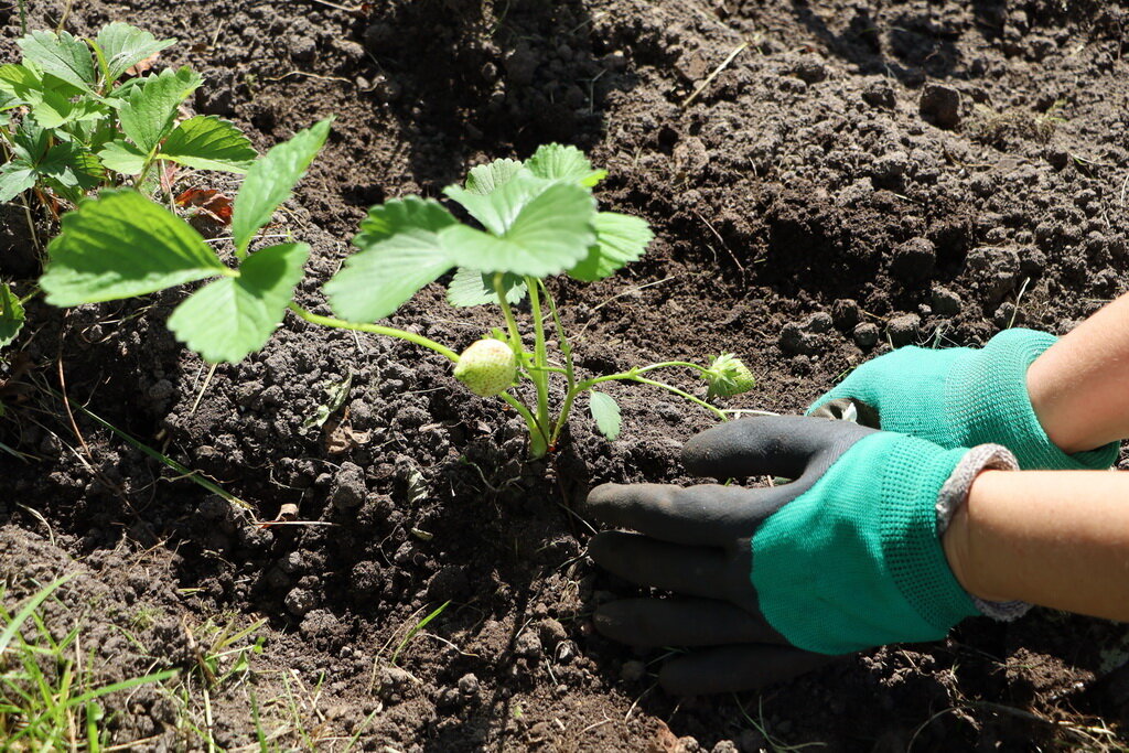 Сорт клубники для выращивания на даче. Иллюстрация для статьи используется по стандартной лицензии ©life-hacky.ru