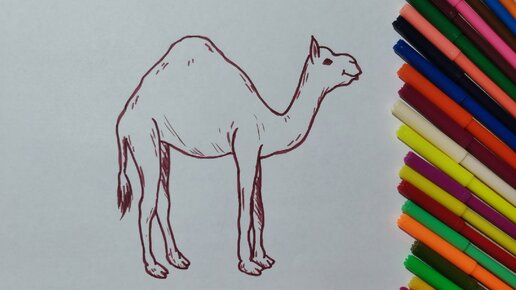 Как нарисовать верблюда. Простой рисунок для срисовки. Видео рисование |  Педагог онлайн. Видеоуроки | Дзен