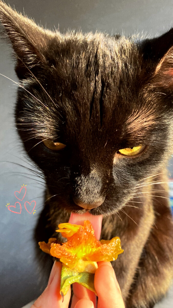 И хурма съедобная