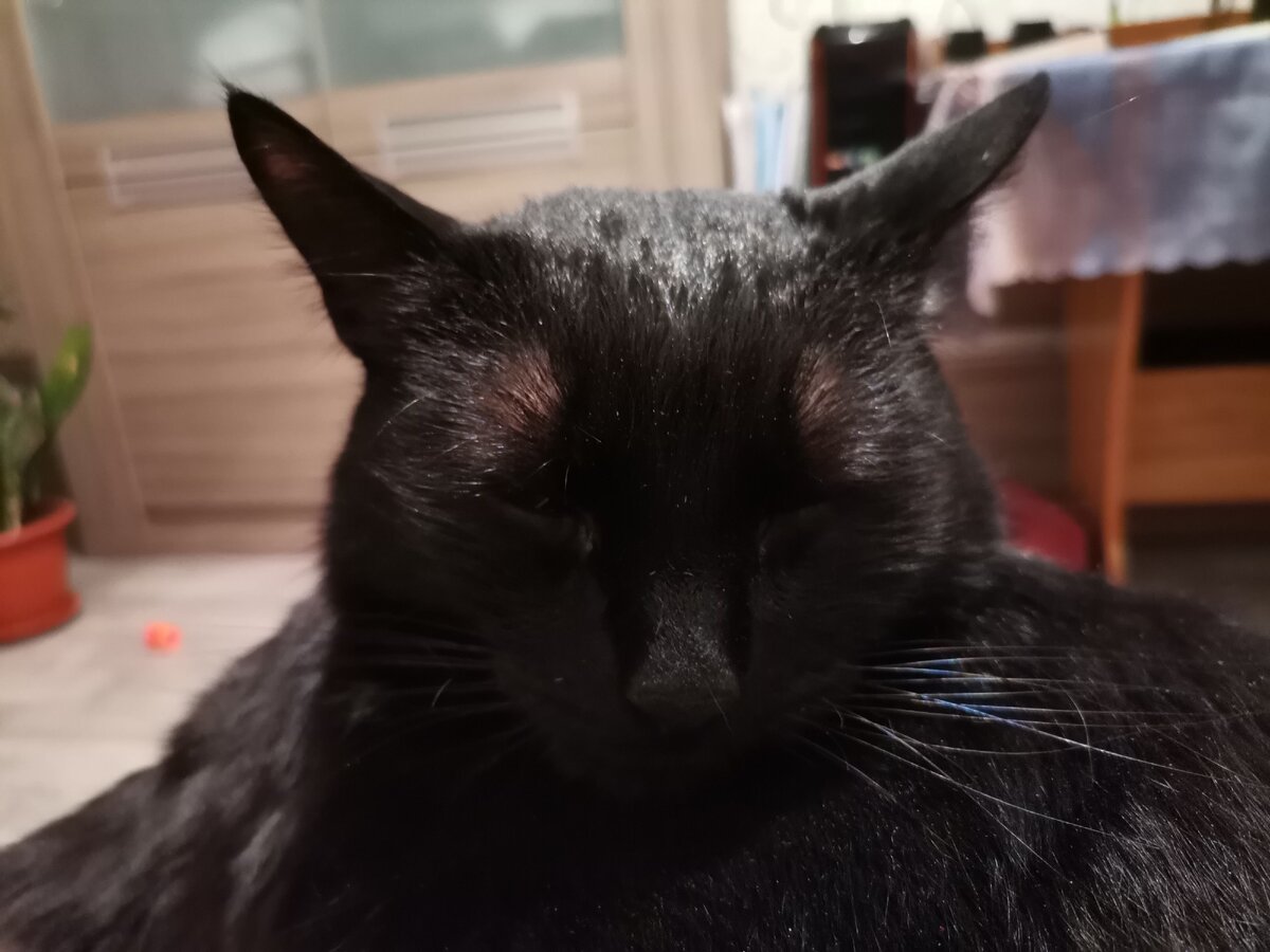 Мой задумчивый и почти заснувший кот. Передаёт привет и всегда хочет гулять на свежем воздухе. 