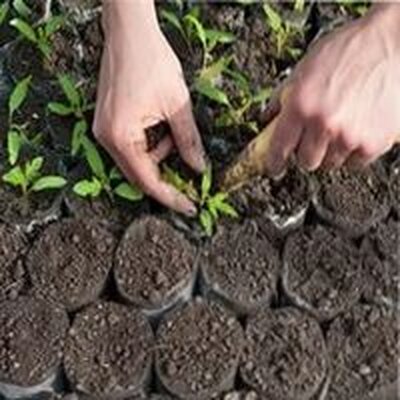 пикировка рассады томатов