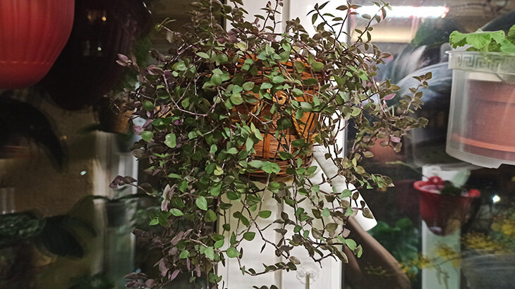 каллизия - фото автора