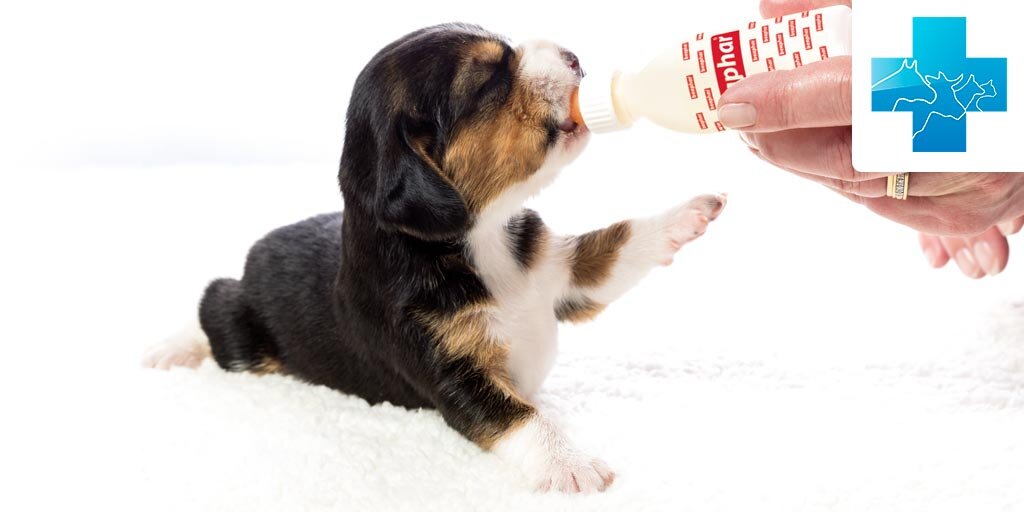 Молоко для щенков – это питательная жидкость, которая содержит вещества, необходимые для их роста, развития, здоровья. В данном случае речь идет о материнском молоке для новорожденных.