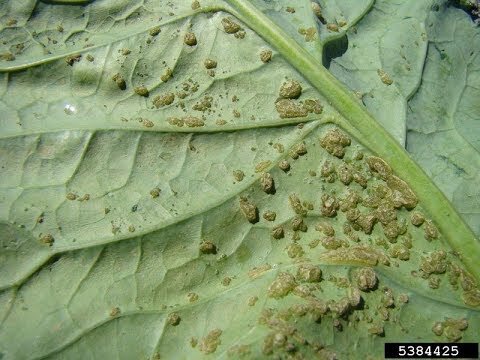 Ссылка на изображение https://prostayaferma.ru/wp-content/uploads/4/7/7/47723f6addaf33fe1234e57a981081ab.jpeg