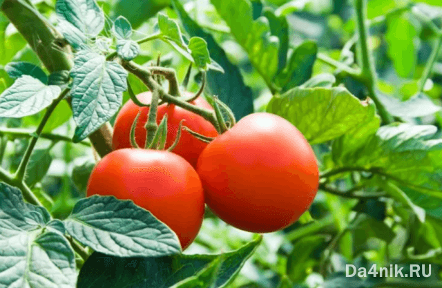 Собирать помидоры лучше в период максимального роста и развития растения. Не стоит использовать плоды, которые поспели первыми, а также бракуют последнюю завязь. Задача — выбрать хороший здоровый куст и так рассчитать сроки, чтобы помидоры успели вызреть до самого конца.