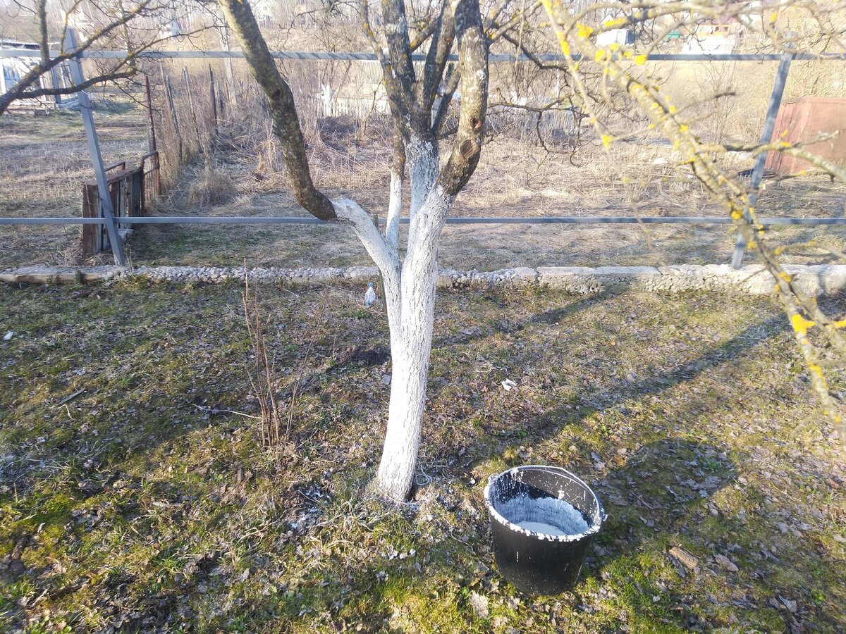 Разведенная водой обычная садовая побелка. 
