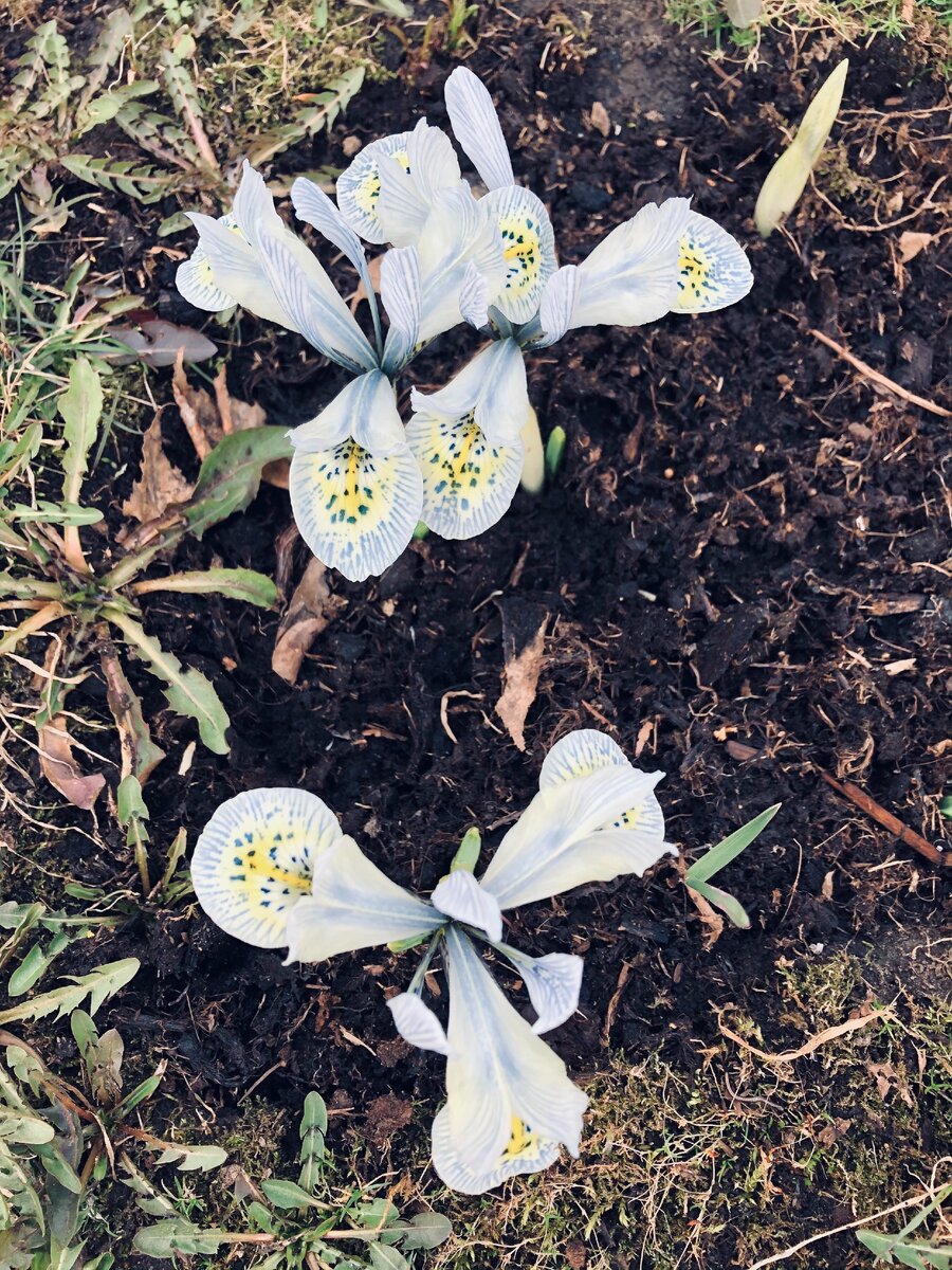 Цветы в жизни намного красивее и нежнее. 