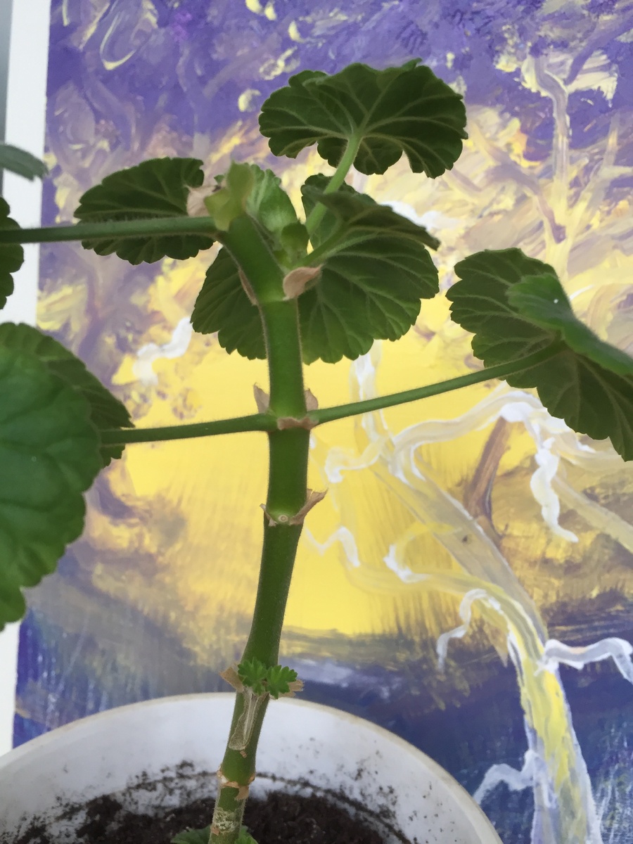 Обратите внимание на ростки на стебле