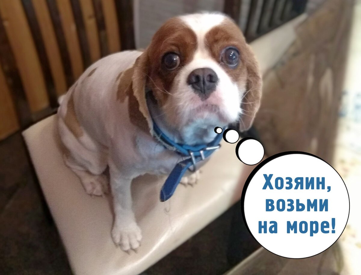 На море с собакой