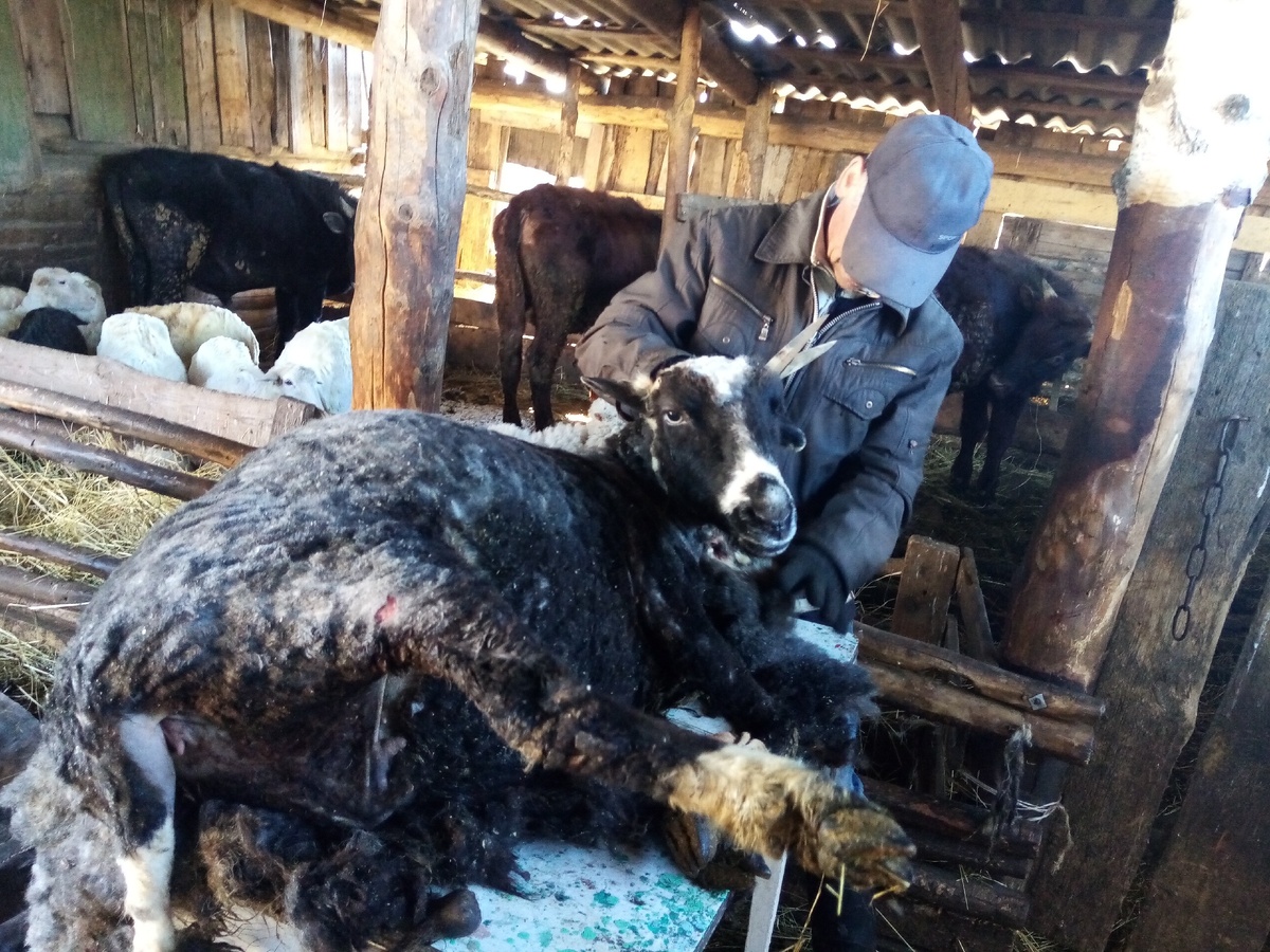 Деверь Алик стрижет на столе. Так гораздо удобнее.