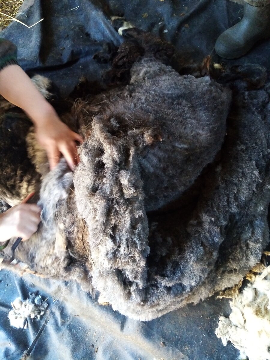 Овцам завязывают три ноги. 