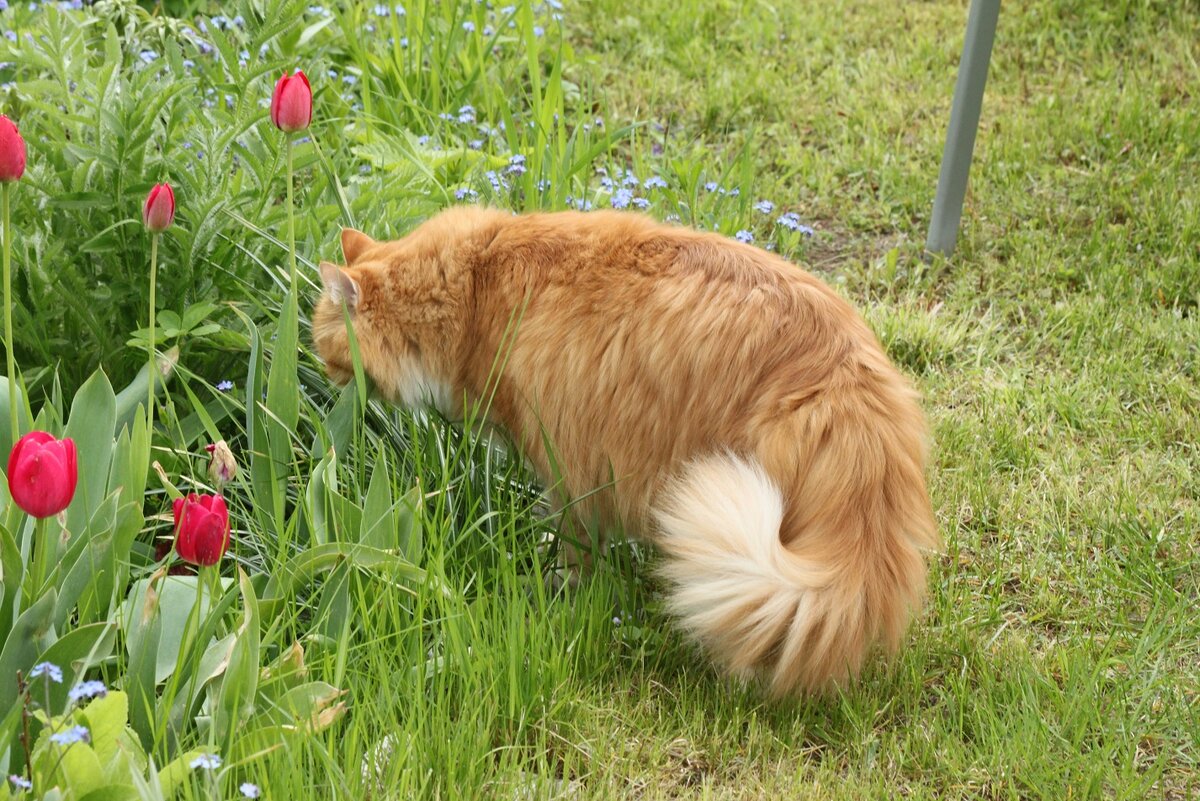 Бендер на даче. Фото автора