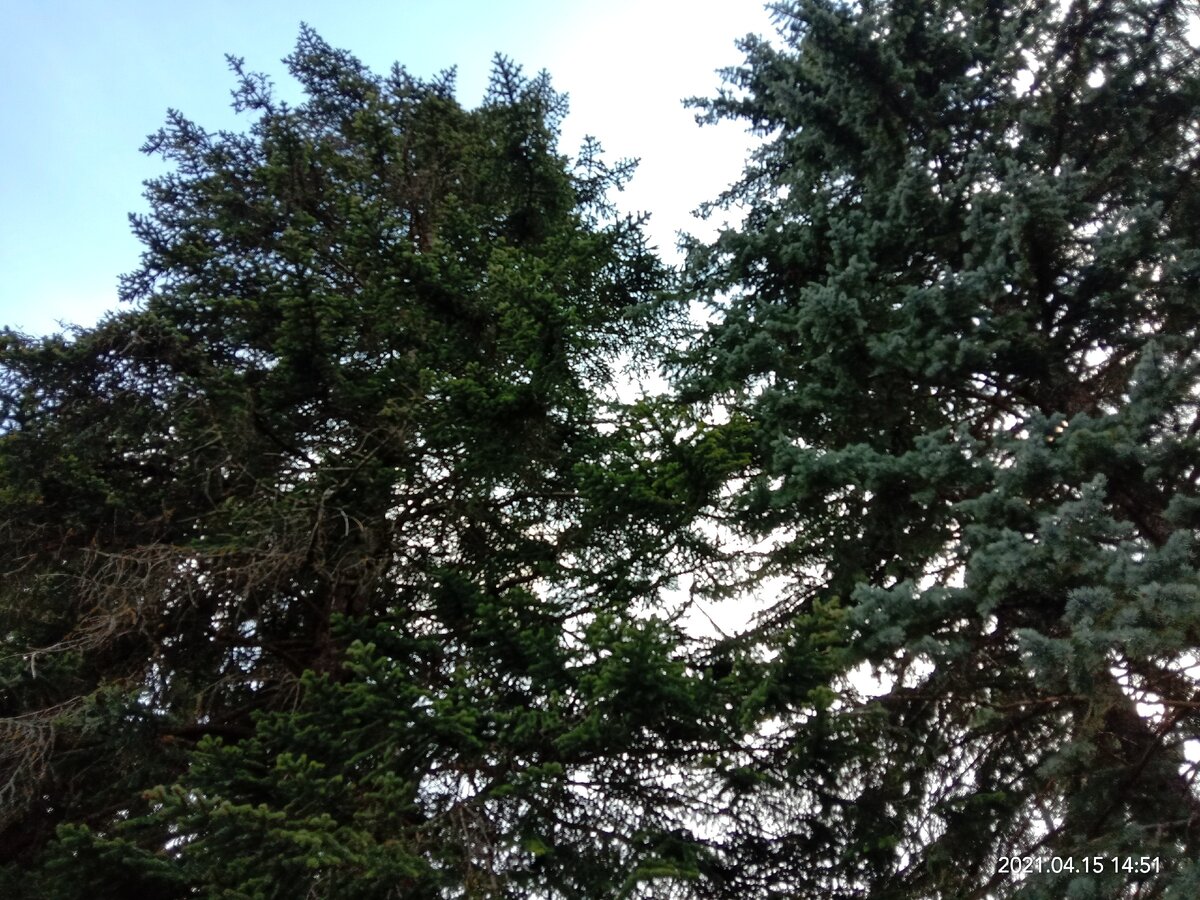 А за окном уже пошли уральские леса... Фото автора канала