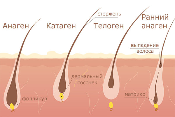 Цикл роста волоса