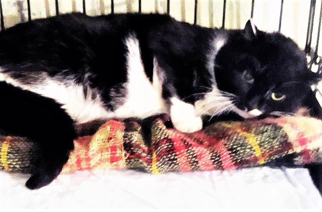 Самодостаточный Ласло)