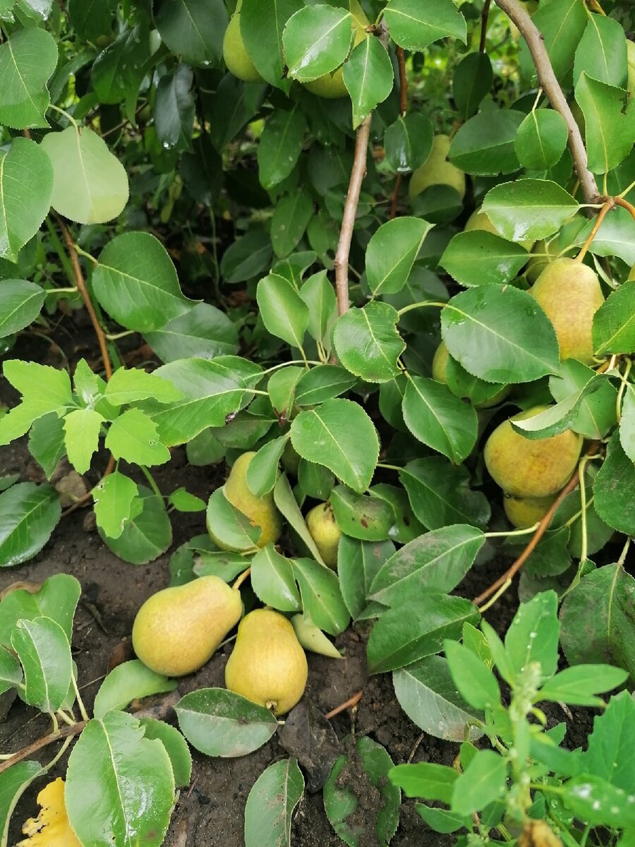 Нынешний урожай груш