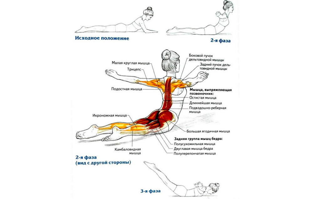 6 упражнений на мышцы спины. Прокачать продольные мышцы спины. Упраженениядля мышц спины:. Упражнения на спину. Упражнения для мышц позвоночника