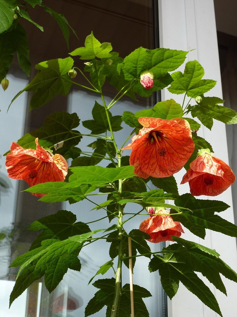 Абутилон (Abutilon) – уход в домашних условиях