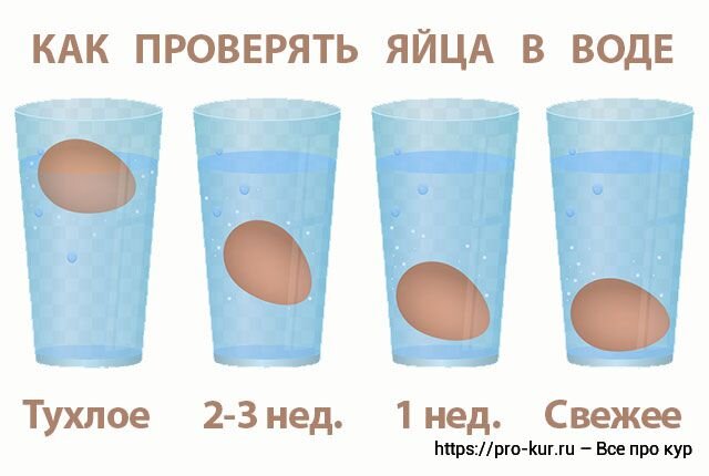 Почему яйцо всплывает в соленой воде - Все о воде