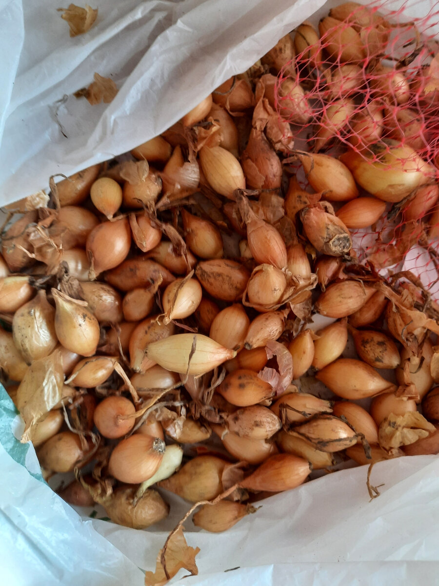 есть и гнилые 