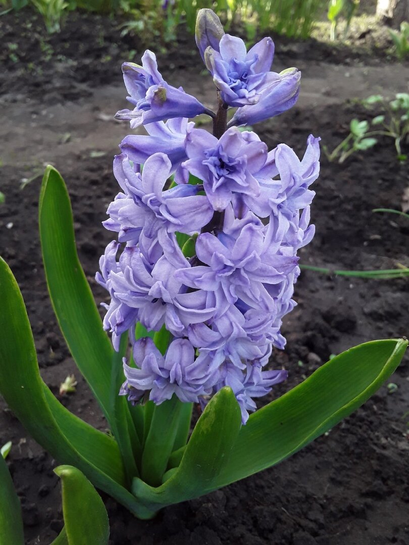 Гиацинт, сорт General Kohler