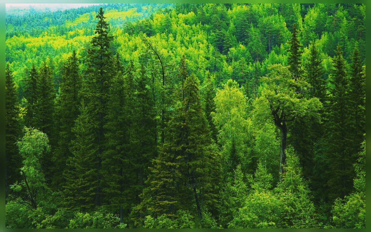 Хвойный лес в сибири 5 букв