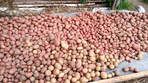 Картофеля много не бывает... Урожай 2021г