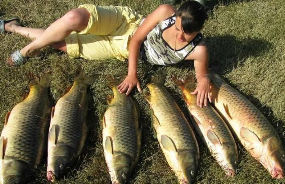 Прекрасные сазаны. Оригинал фотографии - https://clck.ru/XKqfw