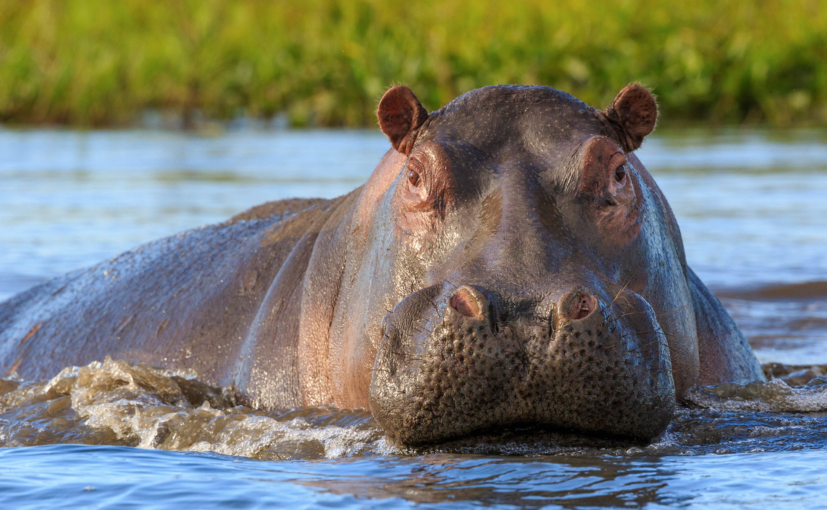Heaviest animal. Hippopotamus gorgops. Гиппопотам (Hippopotamus). Бегемот фото. Бегемот в воде.