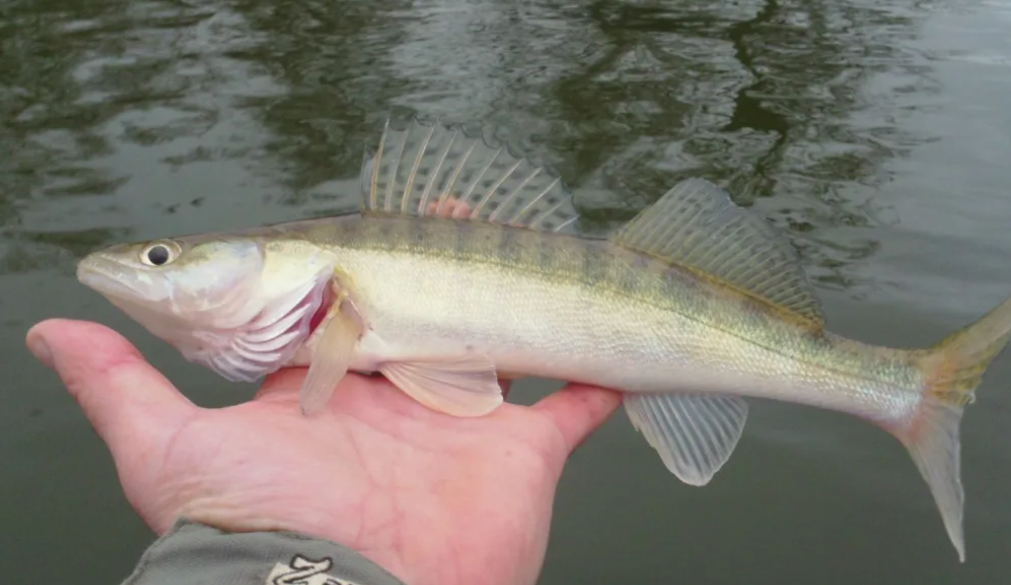 Фото с сайта yoinost.ru