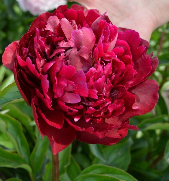 Пион молочноцветковый Питер Бренд