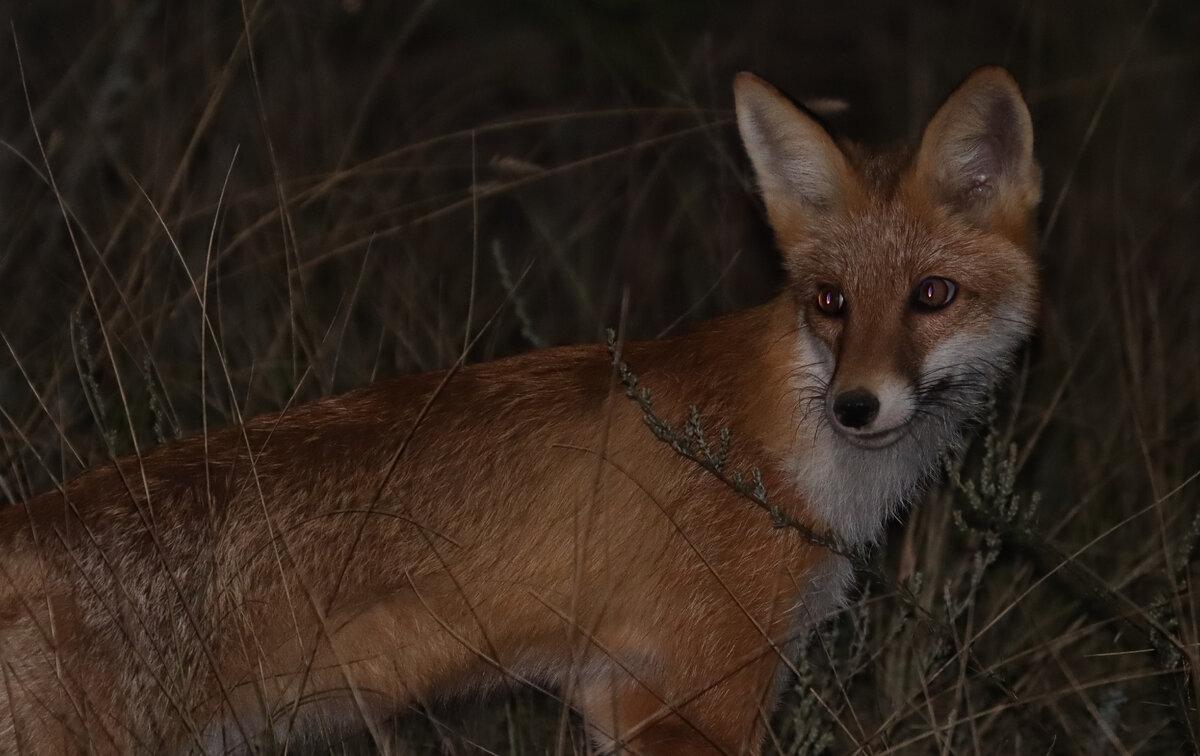 Фокусное расстояние 300 мм, диафрагма 5,6, выдержка 1/250, ISO1600