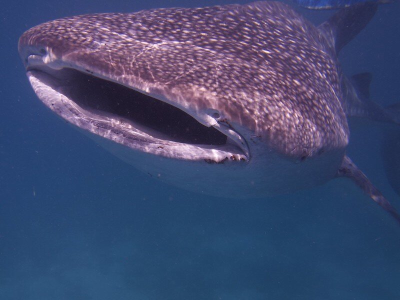 Фото Elias Levy (flickr.com)