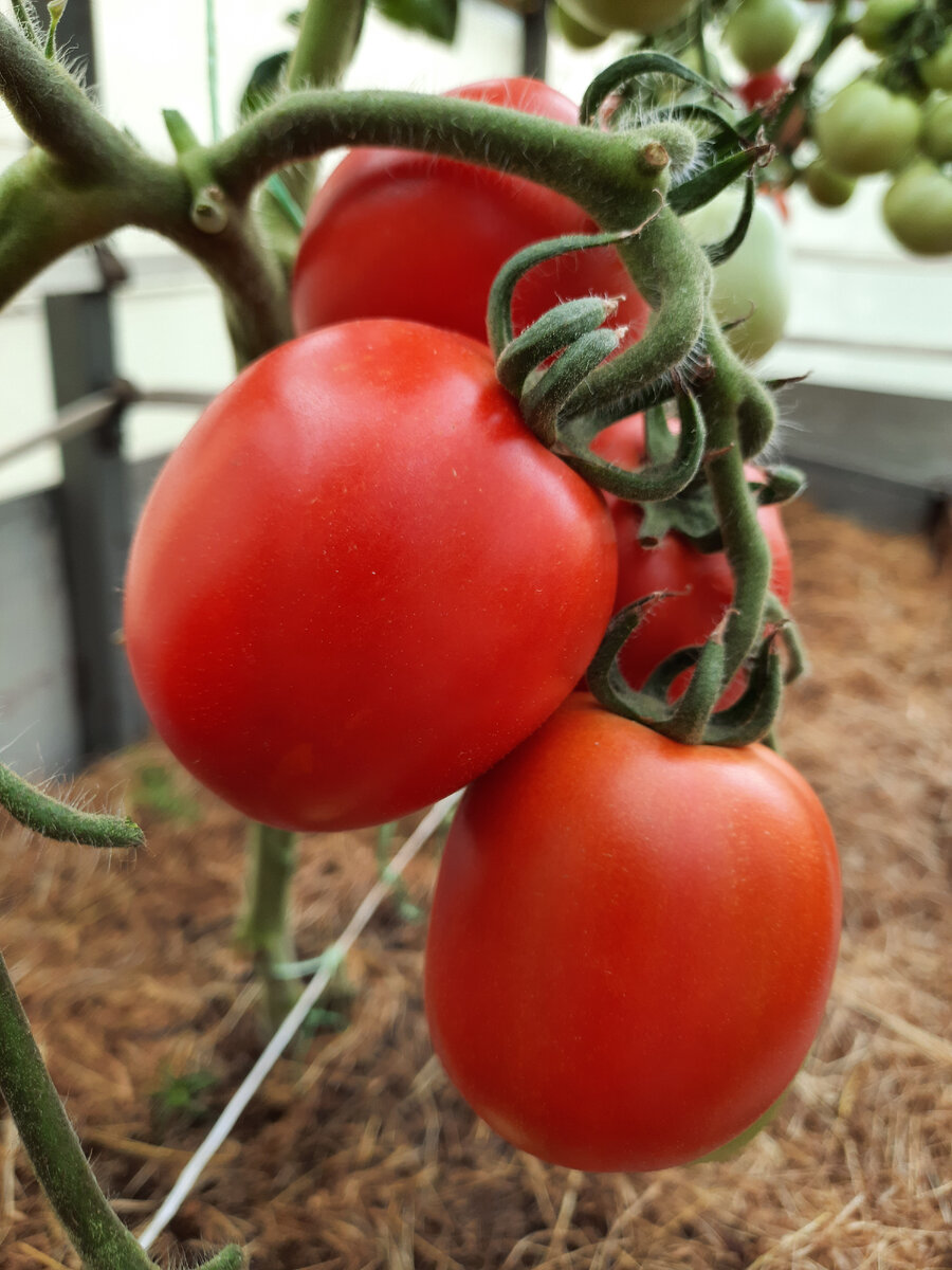 Помидоры кубань. Помидоры кубанец. Сорта крупных кубанских помидор. Кубанские семена томатов. Сорт помидора кубанский ранний.
