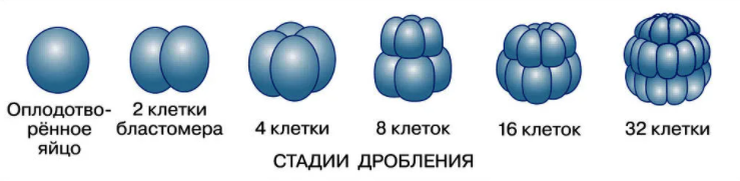 "Оплодотворенное яйцо" является зиготой.