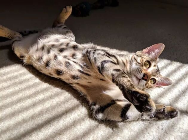 Гибкая кошка