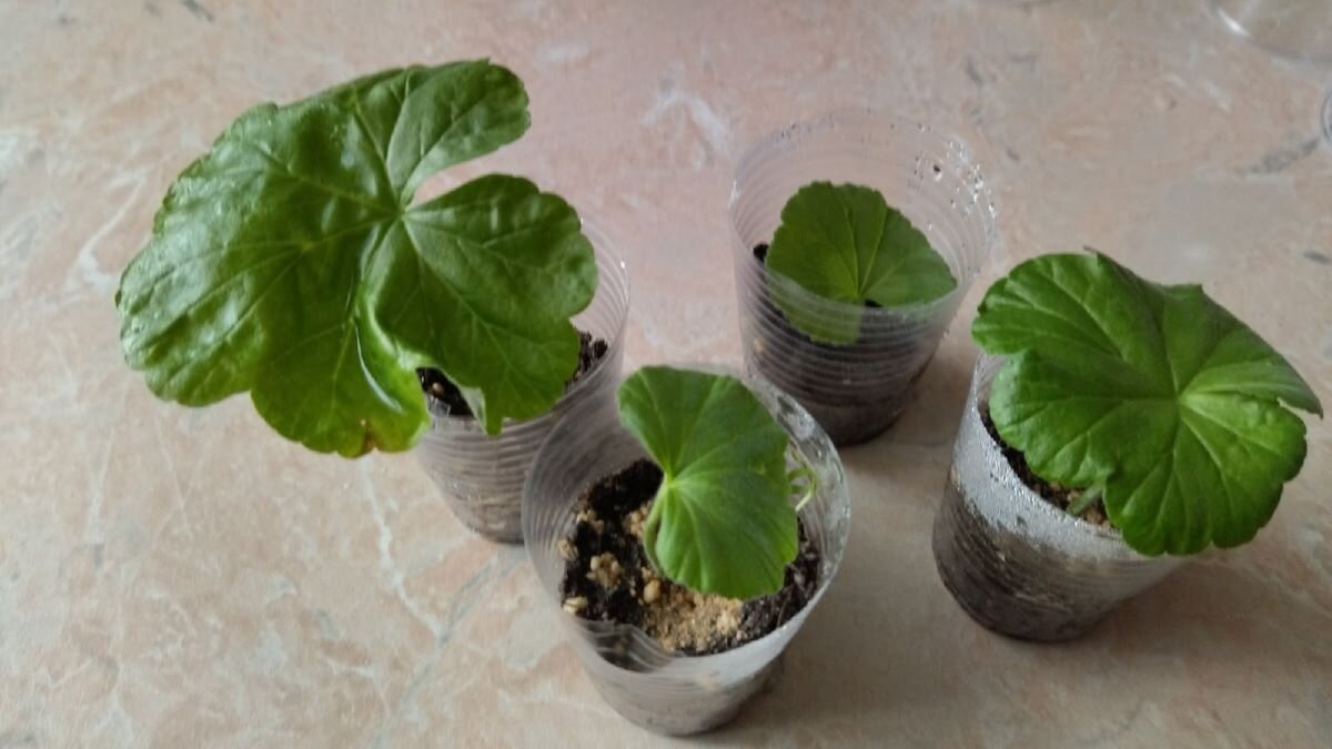 Размножение пеларгонии листом. Фото автора