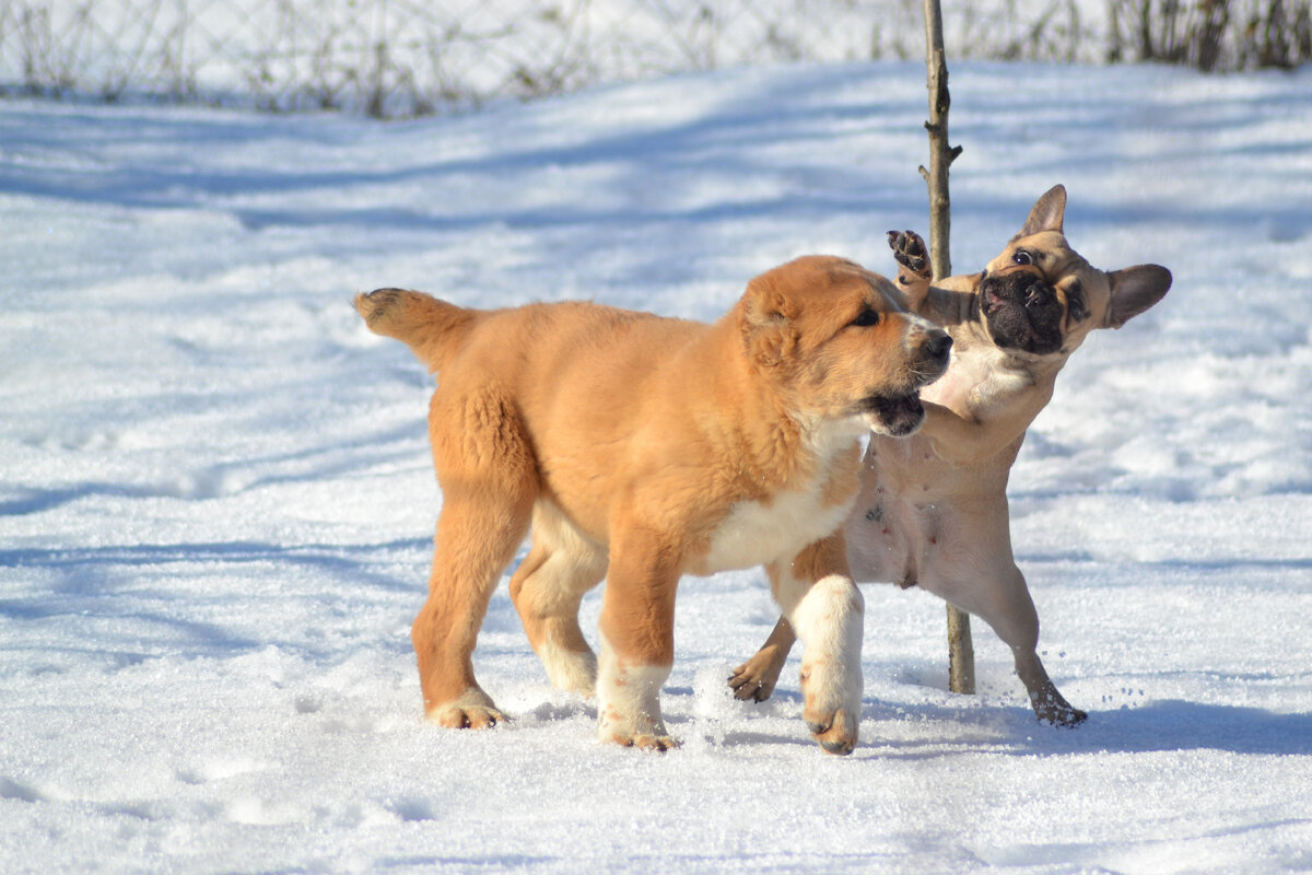 Роза и Николь
