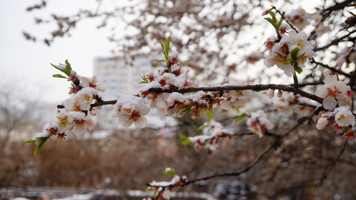 Снег вчера в Севастополе