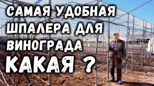 Самая удобная шпалера для винограда - какая?