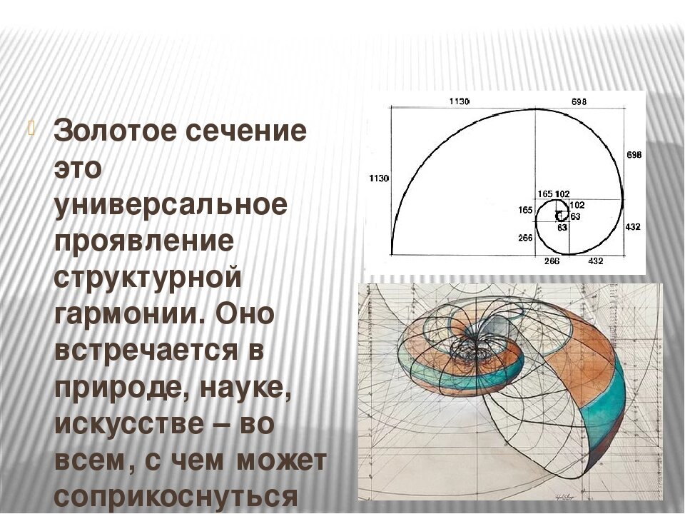 Золотое сечение в природе - размеры раковины беспозвоночных. 