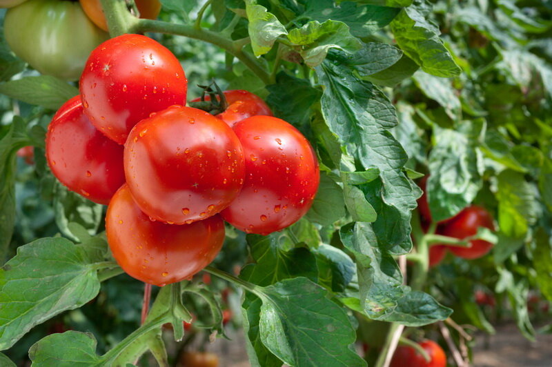 Спрей с сывороткой и йодом для обработки листьев помидоров