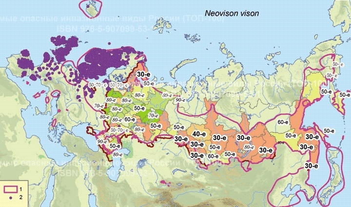 Расселение американской норки в Евразии. Материал портала «Инвазионные виды на территории России»