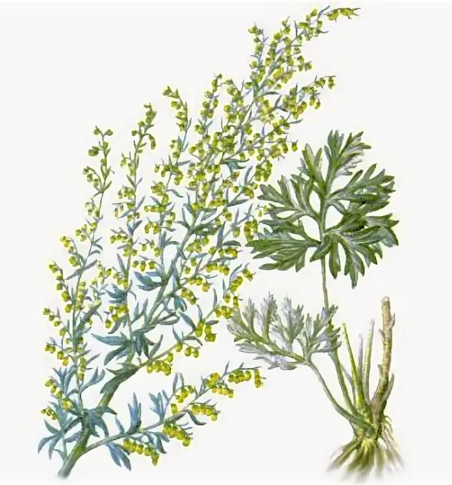 Полынь обыкновенная (Artemisia vulgaris). Полынь горькая ГФ. Трава полыни горькой Фармакогнозия. Полынь горькая Фармакогнозия.