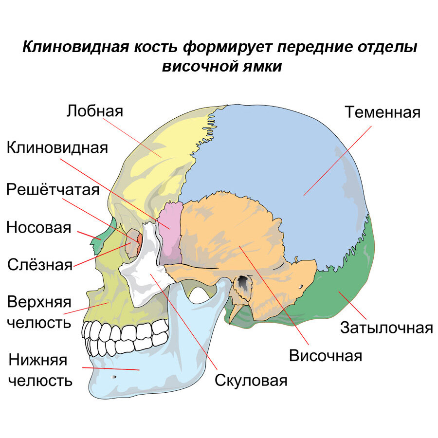 Кости черепа схема