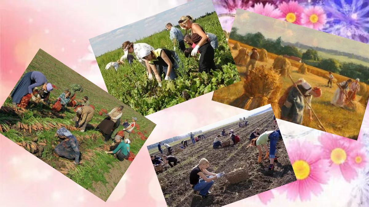 Коллаж автора.