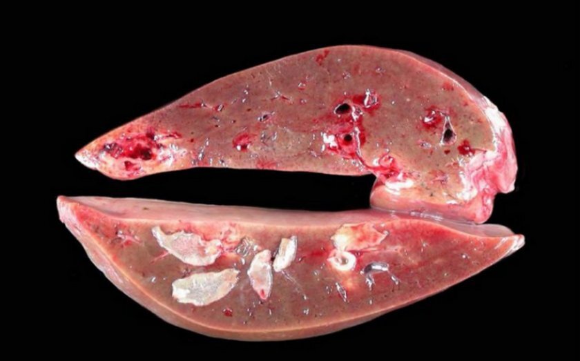 Не исключено также, что домашняя корова заразилась гельминтами. Горечь становится результатом присутствия гельминтов в печени (фасциолез).Заболевание влияет на весь организм. Фасциолез Корова выглядит угнетенной, страдает от высокой температуры (до 41 градуса), ухудшения аппетита, рвоты. При ощупывании можно обнаружить, что печень увеличена, а брюшные мышцы напряжены.
