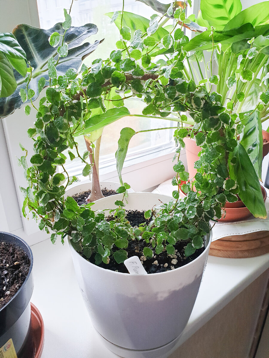 Фикус Пумила через полгода